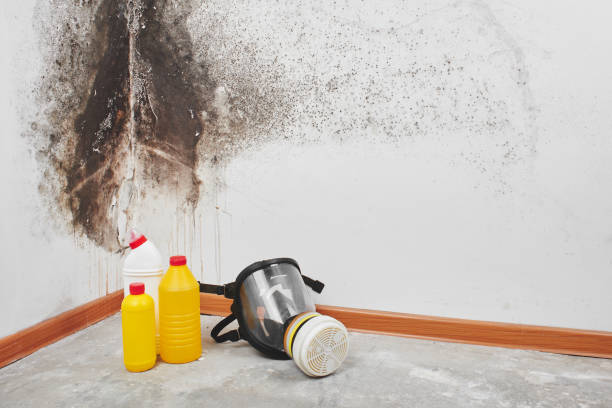 Best Basement Mold Remediation in Darnestown, MD