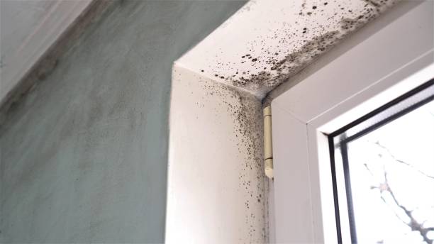 Best DIY Mold Remediation Support Services in Darnestown, MD