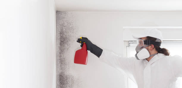 Trusted Darnestown, MD Mold Remediation Experts