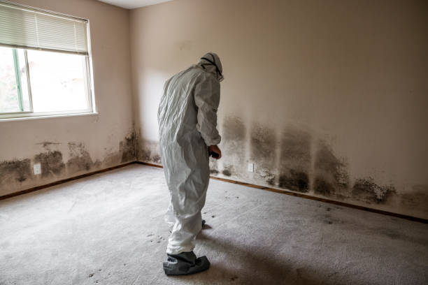 Best Residential Mold Remediation in Darnestown, MD